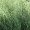 Cord Grass