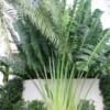 Travellers Palm